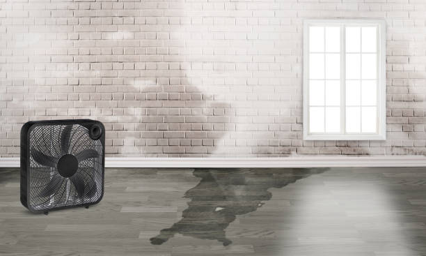 Best Water damage contractors near me  in New Windsor, MD